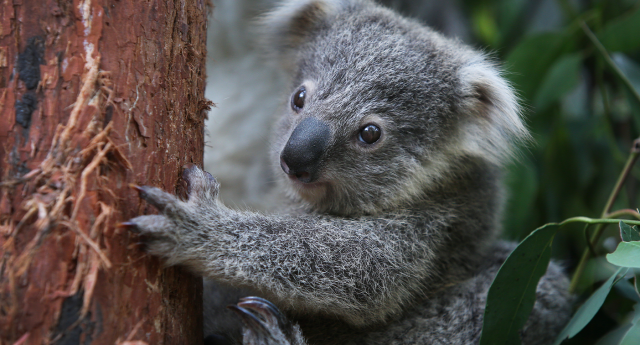 This adorable baby koala got *way* too excited and ran face-first into a  tree - Yahoo Sports