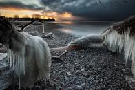 <p>Shards of ice encase huge tree trunks on the pebbly shore of Lake Ontario (Tim Corbin).</p>