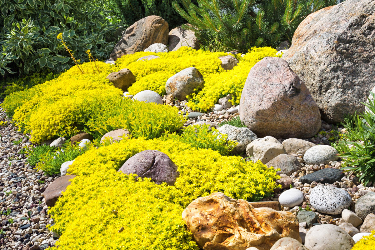 scotch moss ground cover