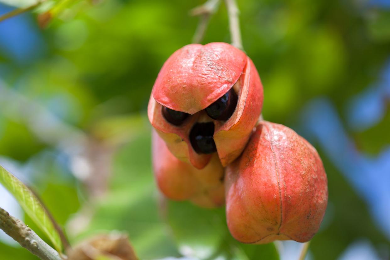 A bunch of ripe Ackee on a tree in a garden in Nevis West Indies