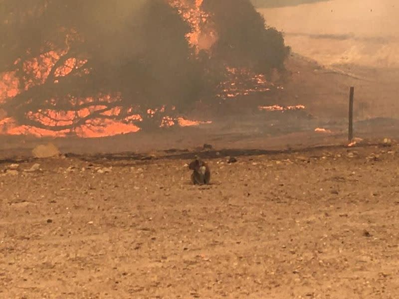 Koala stands in the field with bushfire burning in the background, in Kangaroo Island