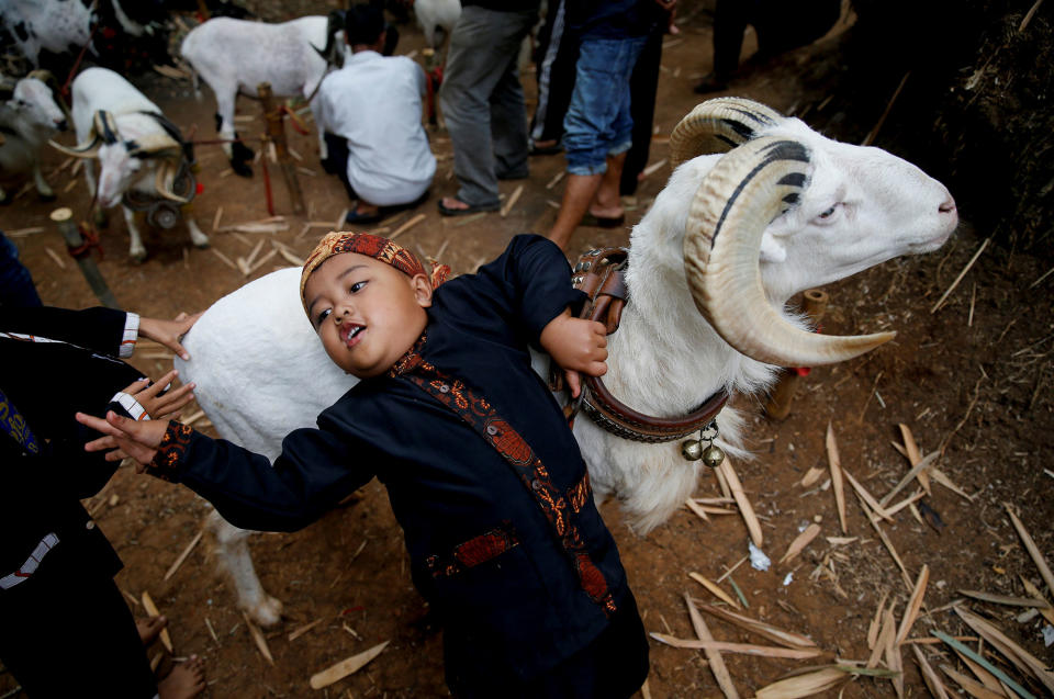 <p>A child holds his ram during a ram fight event in Cikawao village of Majalaya, West Java province, Indonesia, Sept. 24, 2017. (Photo: Beawiharta/Reuters) </p>