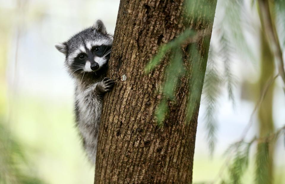 Before the 1990s, rabies in raccoons was nearly non-existent in the northeast.