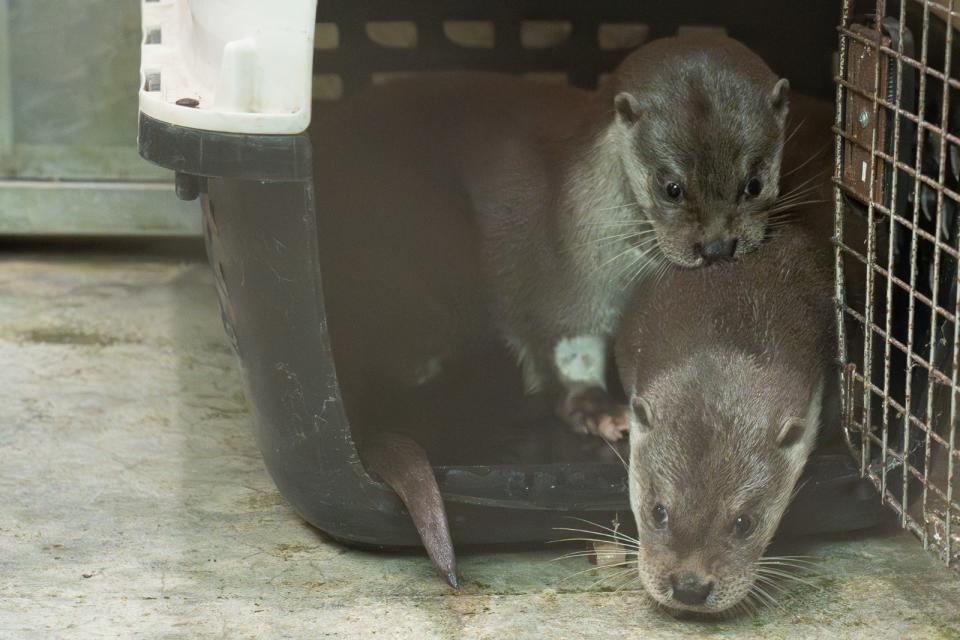 動物園不但進行水獺的救傷收容，也透過繁殖建立衛星族群、實踐域外保育。北市動物園提供