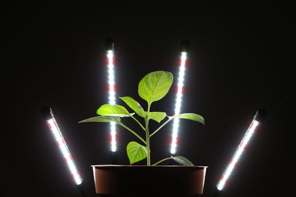 May 2, 2023; Reston, Virginia- USA   Illustration - Green pepper plant under a grow light.
