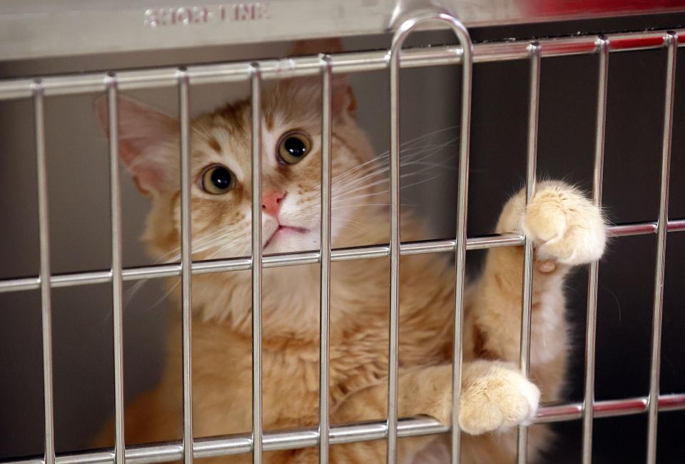 Butterscotch is pictured at the West Valley City Animal Shelter in West Valley City on Wednesday, June 21, 2023. | Kristin Murphy, Deseret News