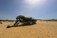 Le Dune di Piscinas, sulla costa occidentale sarda e all’interno del comune di Arbus (Sud Sardegna), hanno poco da invidiare a quella francese di Pilat. Anche loro, in alcuni punti, raggiungono i 100 metri d’altezza e si estendono per un’area di circa 1,5 chilometri quadrati. (Pixabay)