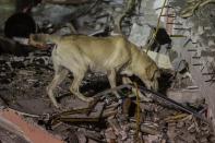 <p>A dog is seen near a debris of a building after a powerful magnitude 7.1 earthquake that hit Mexico City, Mexico on September 21, 2017. (Photo: Daniel Cardenas/Anadolu Agency/Getty Images) </p>