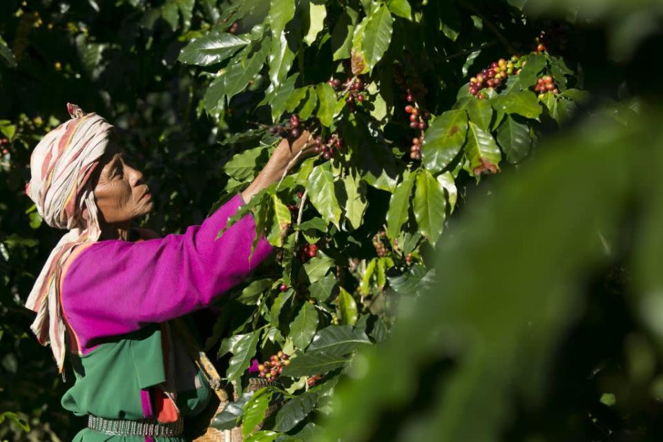 A member of the Lisu hill tribe picks Thai arabica coffee beans at the Thai High coffee farm in Phrao, northern Thailand.