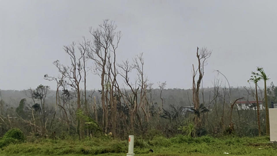 Trees stand stripped of leaves following Typhoon Mawar outside Hagatna, Guam, Thursday, May 25, 2023. The Category 4 typhoon pummeled the U.S. Pacific territory with howling winds, torrential rain and a life-threatening storm surge as residents hunkered down on the island. (AP Photo/Grace Garces Bordallo)