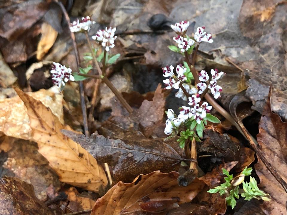 Harbinger of spring, one of the first wildflowers to bloom, has started to appear at Rum Village Park in South Bend. This photo was taken in spring 2022.