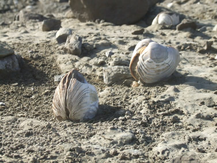 <span class="caption">66m-year-old fossil clams, preserved on Seymour Island.</span> <span class="attribution"><span class="source">Jane Francis, BAS</span></span>