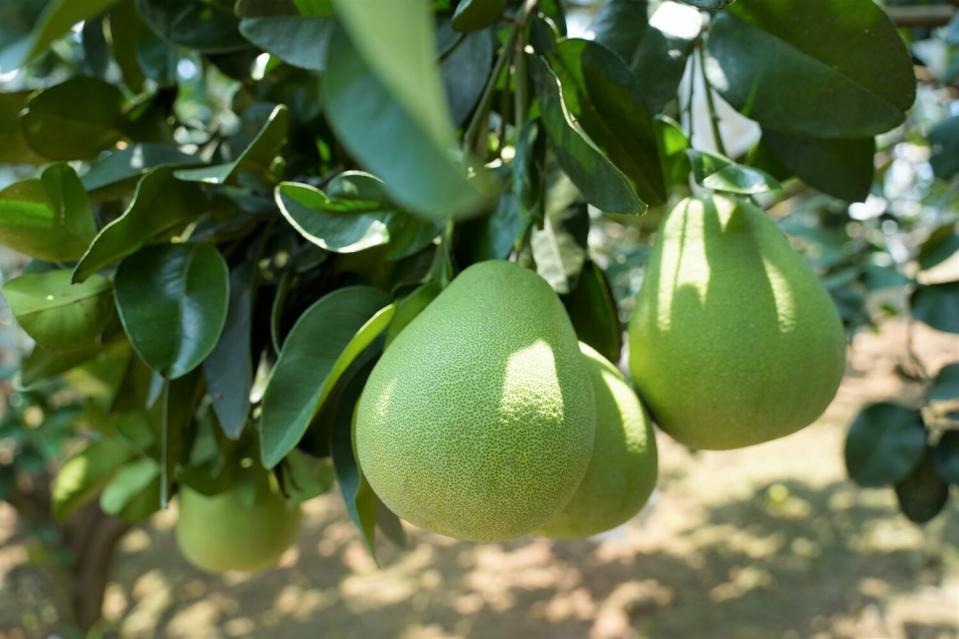 台日夏季水果嘉年華活動將展示，已可輸日水果鳳梨、芒果、文旦等蔬果品項以促進台日交流及穩固友誼。   圖：新北市農業局 /提供（資料照）