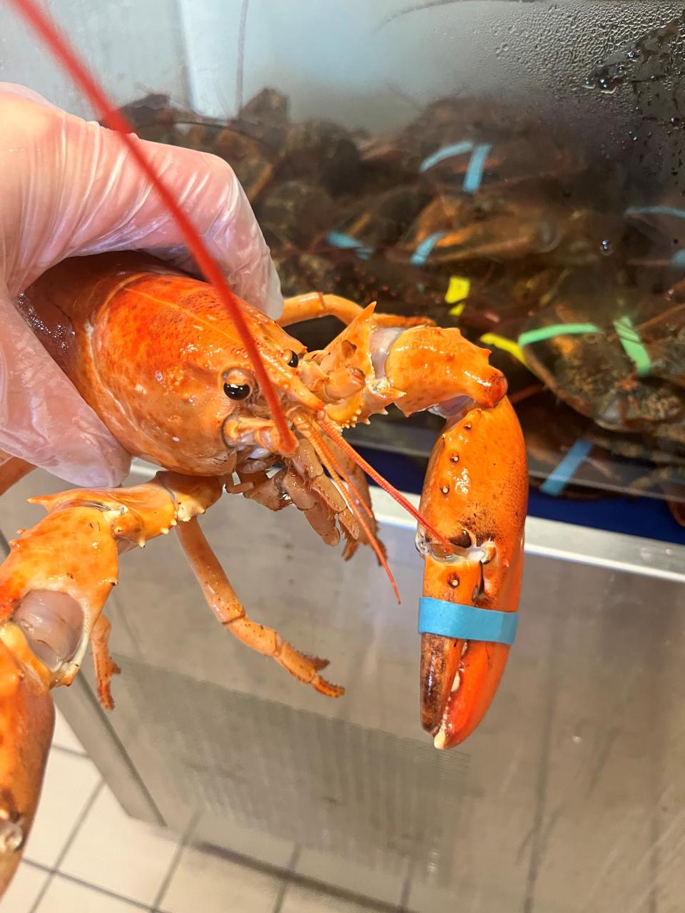 Hayes, a rare orange lobster, spotted at a supermarket in New York.