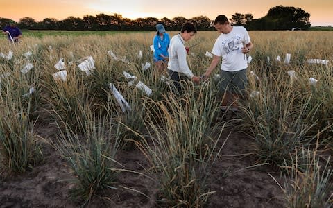 Kernza grain growing in a field - Credit: ©The Land Institute