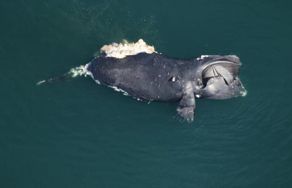 A dead female North Atlantic right whale, #1950, found floating approximately 50 miles offshore east of Back Bay National Wildlife Refuge, Virginia.