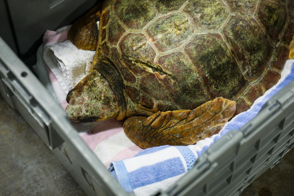 The aquarium said the turtles, which were rescued off the coast of New England, have been taken to their off-site care facility for temporary care and housing.