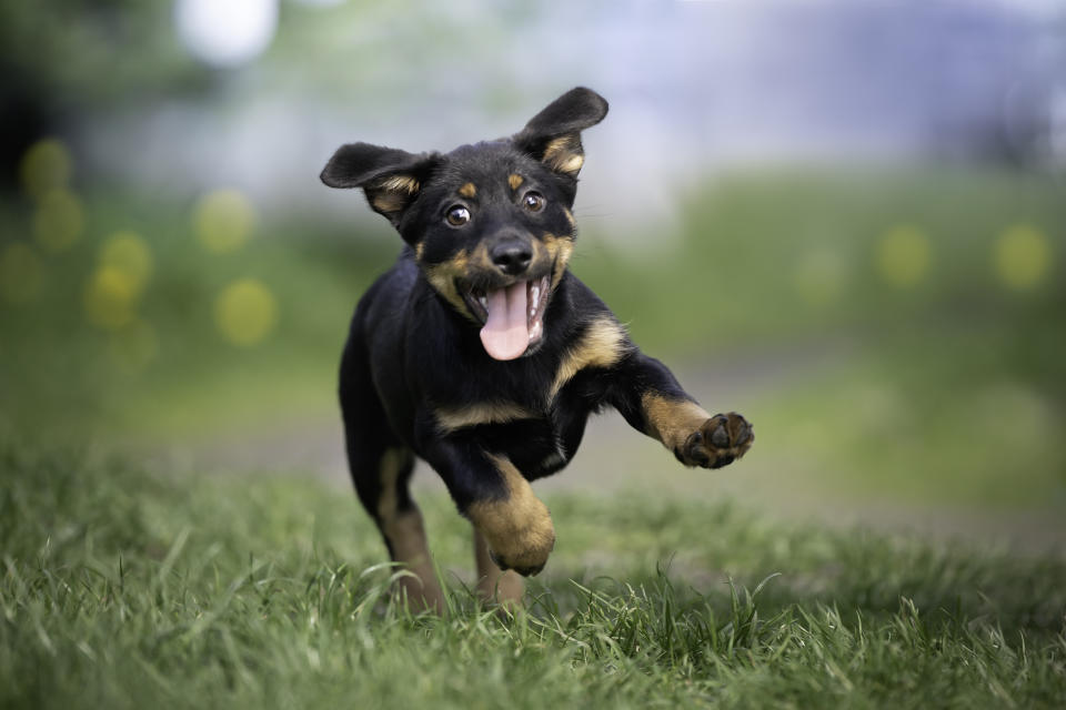 A happy puppy in the grass