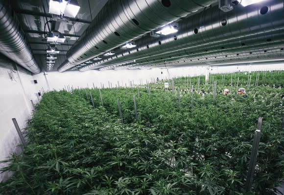 Rows upon rows of marijuana are growing inside a grow room.