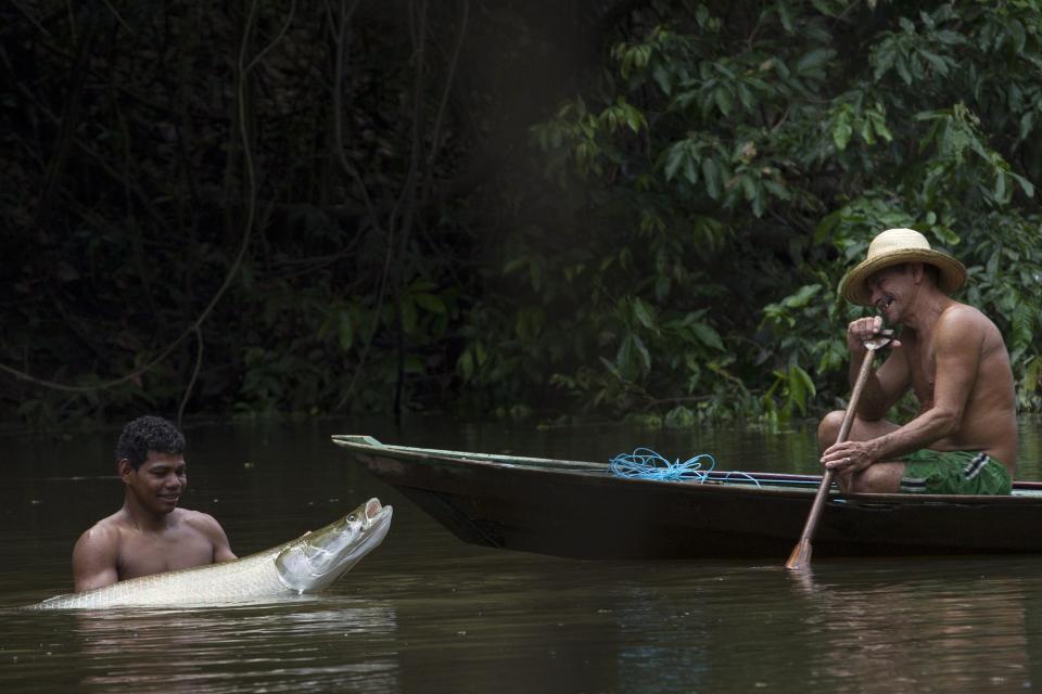 A villager from the Rumao Island community holds a young arapaima or pirarucu, the largest freshwater fish species in South America