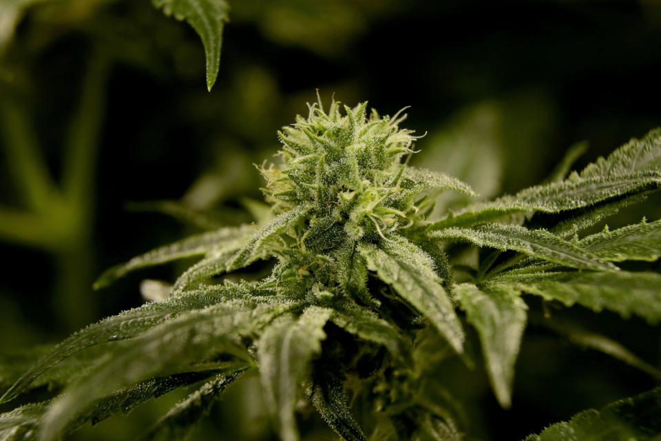 Four states <a href="https://www.huffpost.com/entry/marijuana-legalization-ballot-initiatives_n_5f9b1c2cc5b6e9dcc98bbe8d">legalized </a>recreational marijuana Tuesday night: Arizona, Montana, New Jersey and South Dakota. (Photo: AP Photo/Julio Cortez)