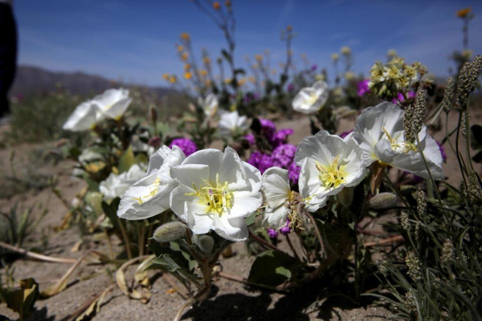 White Dune evening primrose bloom in California.