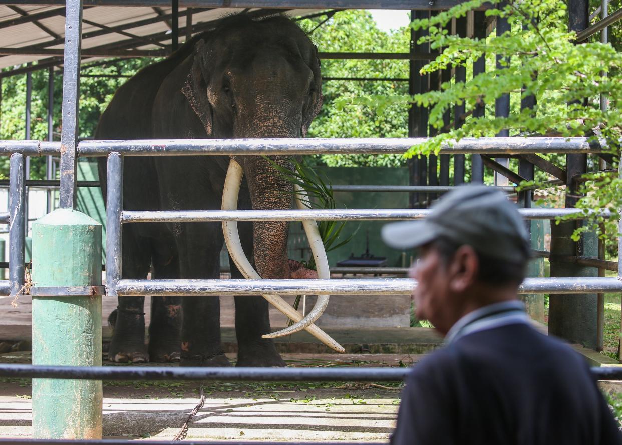 Thai tusker Sak Surin or Muthu Raja was seen at the Dehiwala Zoo in Colombo On June 30, 2023.