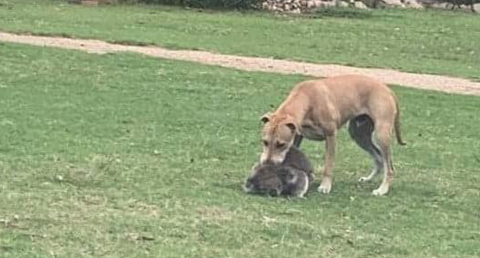 A large dog standing over a koala, appearing to bite it.