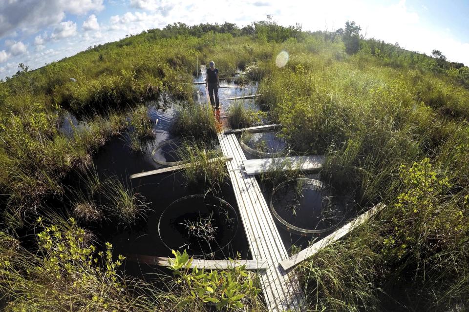 En esta imagen, tomada el 21 de octubre de 2019, Tiffany Troxler, científica y profesora en la Universidad Internacional de Florida camina por un paseo de tablas en un humedal en el Parque Nacional Everglades, cerca de Flamingo, Florida. Troxler estudia el ecosistema de los humedales y su relación con el aumento del nivel del mar. (AP Foto/Robert F. Bukaty)