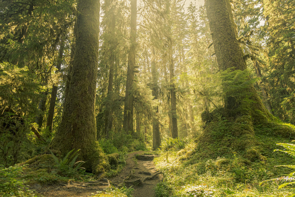 hoh rainforest