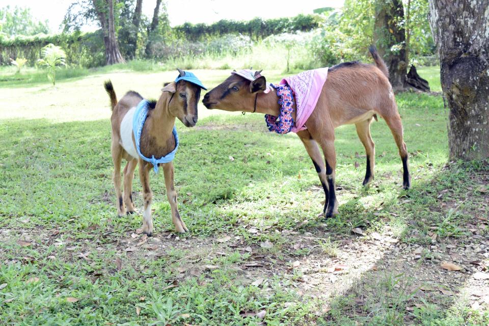 Nature lovers staying at the Sunset at the Palms in Negril, Jamaica, can meet the goats that call the hotel home.