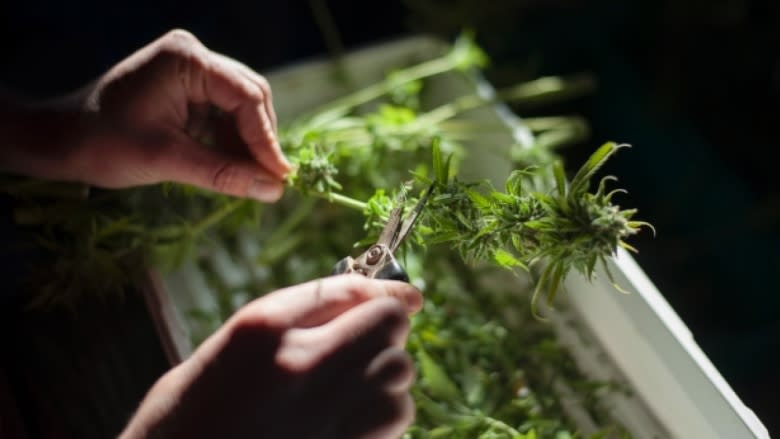 What will marijuana legalization look like in Quebec? Uncertainty abounds