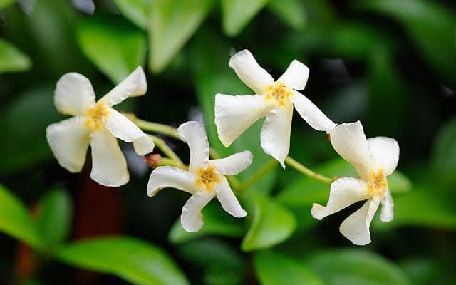 Star jasmine is perfect for pergola growing - www.alamy.com