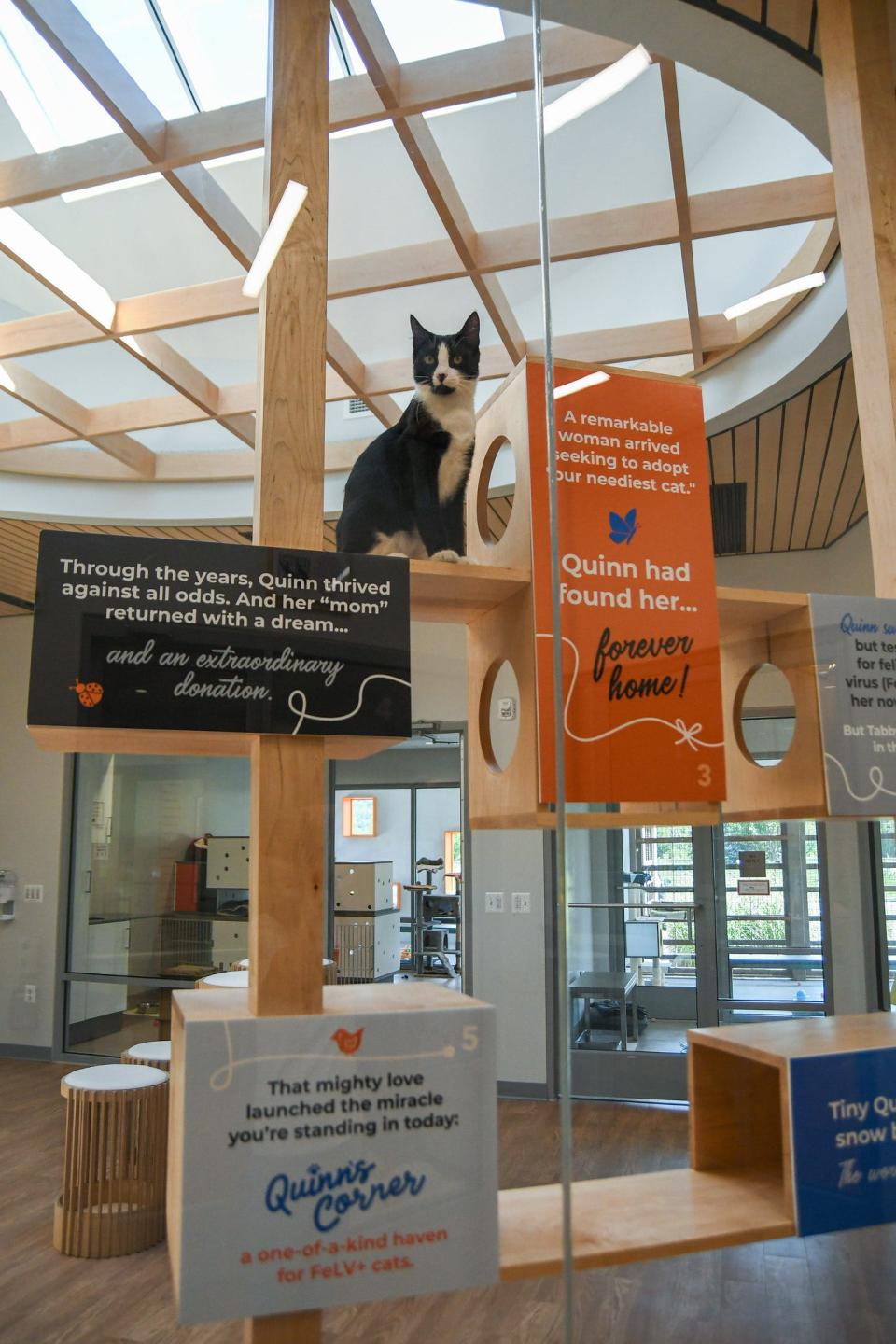 Quinn’s Corner features a bright and open area where friendly FeLV+ cats will snuggle with visitors and volunteers, enjoying the same social life as "normal" cats.