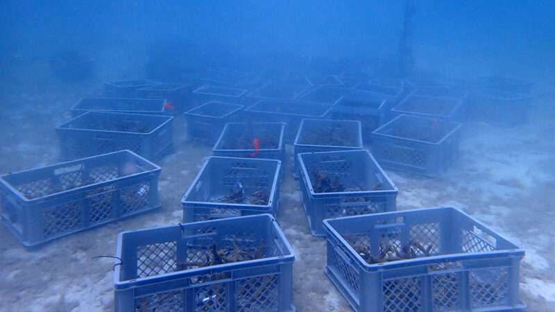 Milk crates anchored to the bottom of the ocean to help bolster Florida's barrier reef