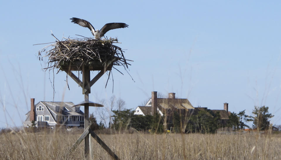 In this April 2, 2019 photo, an osprey lands on a nest in the marsh in front of multimillion-dollar homes along a peninsula in Old Saybrook, Conn. The homes are among more than 900 structures on the East Coast that would become newly eligible for federal disaster aid, under a proposed remapping of coastal protection zones by the U.S. Fish & Wildlife Service. (AP Photo/Dave Collins)