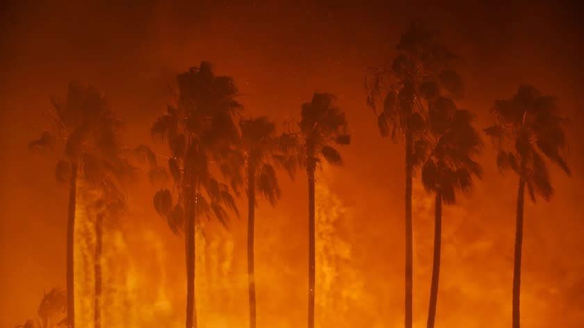 Smoke blows out of the burning palm trees as brush fire threaten homes in Ventura, Calif.