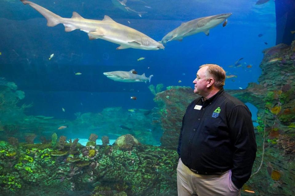 Sean Putney, executive director and CEO, glances at three sand tiger sharks swimming at the new $77 million Sobela Ocean Aquarium, which is set to open Sept. 1, at Kansas City Zoo & Aquarium.