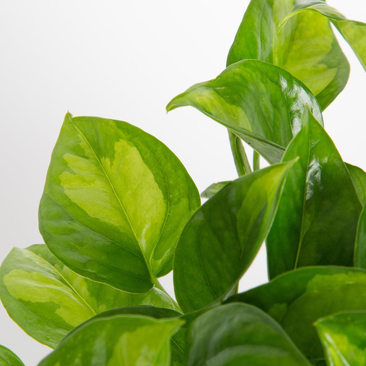 <p><a href="https://costafarms.com/collections/pothos/products/medium-epipremnum-aureum-global-green-parent" rel="nofollow noopener" target="_blank" data-ylk="slk:Shop Now;elm:context_link;itc:0;sec:content-canvas" class="link rapid-noclick-resp">Shop Now</a></p><p>Global Green Pothos</p><p>costafarms.com</p><p>$50.00</p><span class="copyright">Costa Farms</span>