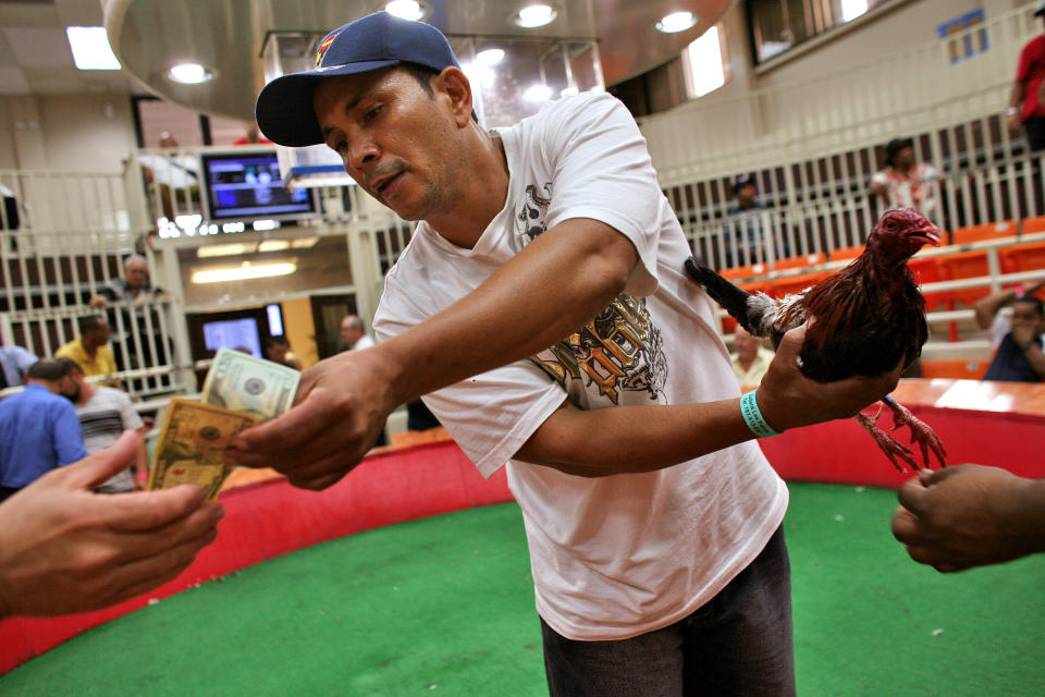 An owner of a loosing rooster pays his bet as the cockfight judge removes sharp plastic spurs from the defeated bird at Las Palmas, a government-sponsored cockfighting club in Bayamon, Puerto Rico. (AP Photo/Ricardo Arduengo)