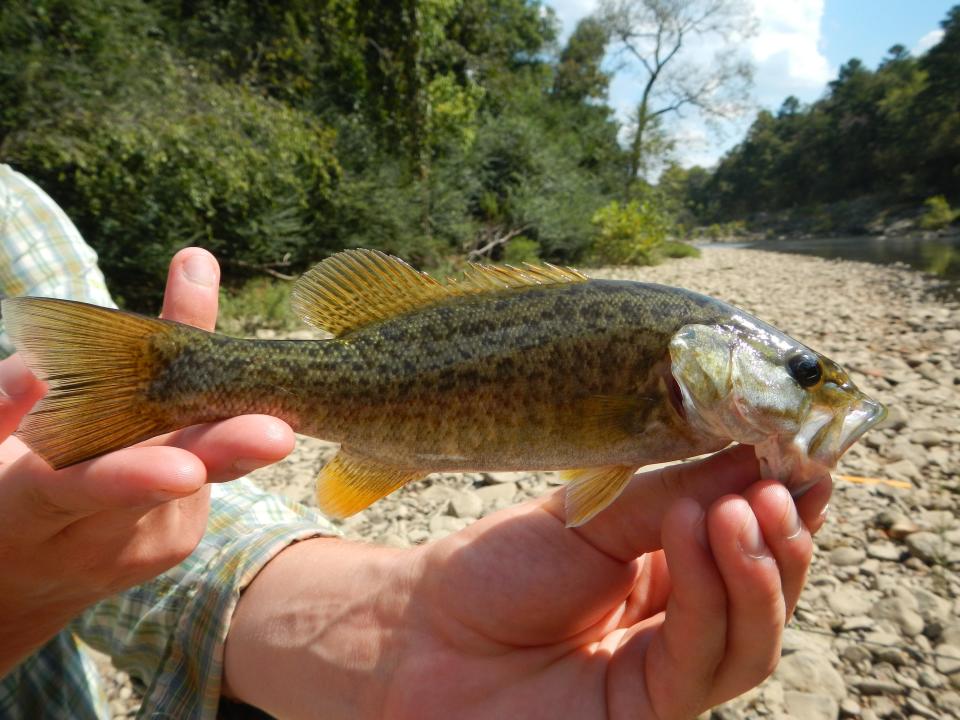 A smallmouth bass from the Little River in southeast Oklahoma may be a unique species of fish.