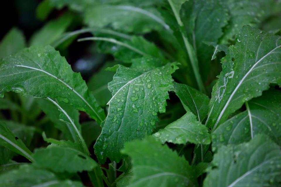 Dew speckles the leaves of collard greens at a community garden built by David Howard in the Stop Six neighborhood of Fort Worth, on Wednesday, April 17, 2024.