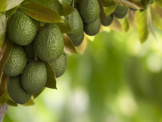 The Mexican avocado trade is linked to deforestation (iStock)