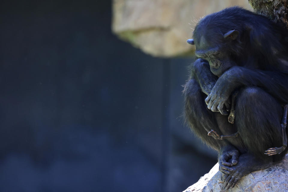 Natalia, a chimpanzee that has carried her dead baby for months, looks on as she sits on a rock at Valencia's Bioparc in Spain. / Credit: Nacho Doce/REUTERS