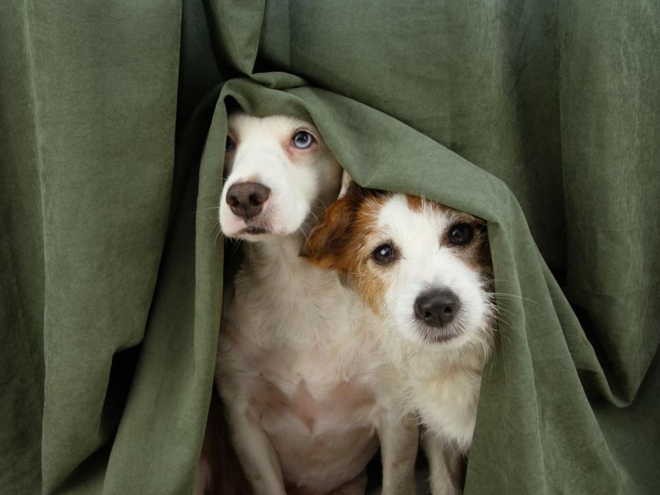 Building a den for your dog can create a safe space for them on Bonfire Night (iStock)