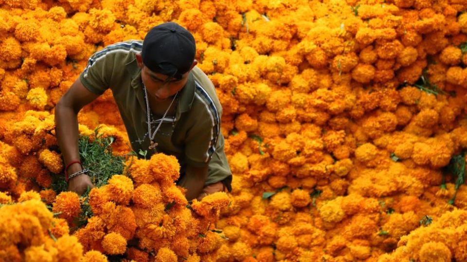 Un hombre con una gran montaña de flores de cempasúchil.