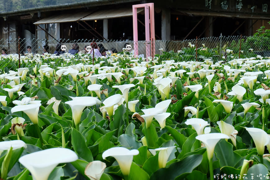 陽明山｜頂湖環狀步道、花谷海芋園