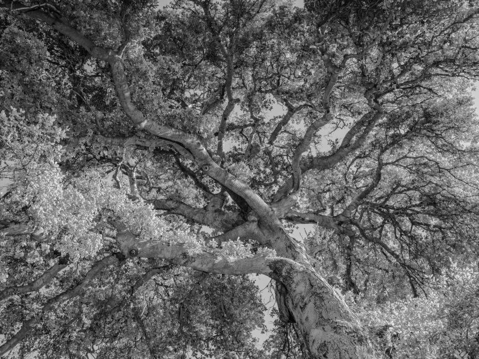 Among the oldest trees in Los Angeles, a coastal live oak at Orcutt Ranch.