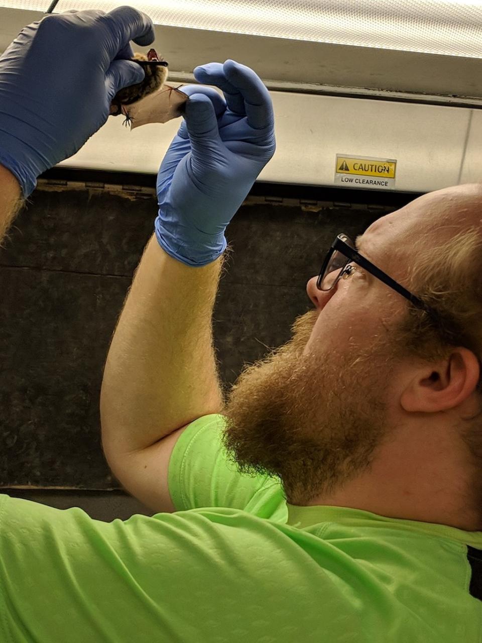 Nate Fuller, the field lead and a postdoctoral researcher at Texas Tech University, inspects a bat. <cite>Sarah Olson/WCS</cite>