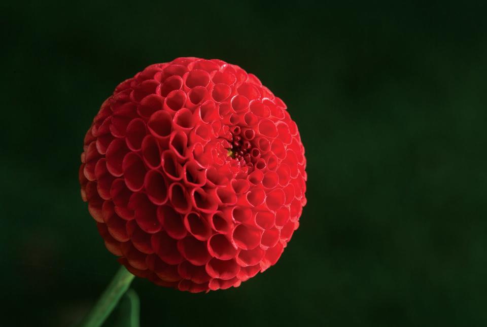 'Cornel' dahlia